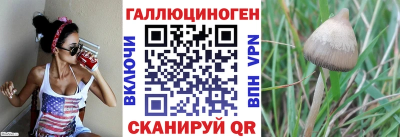 Псилоцибиновые грибы Psilocybe  Купить  Корсаков 